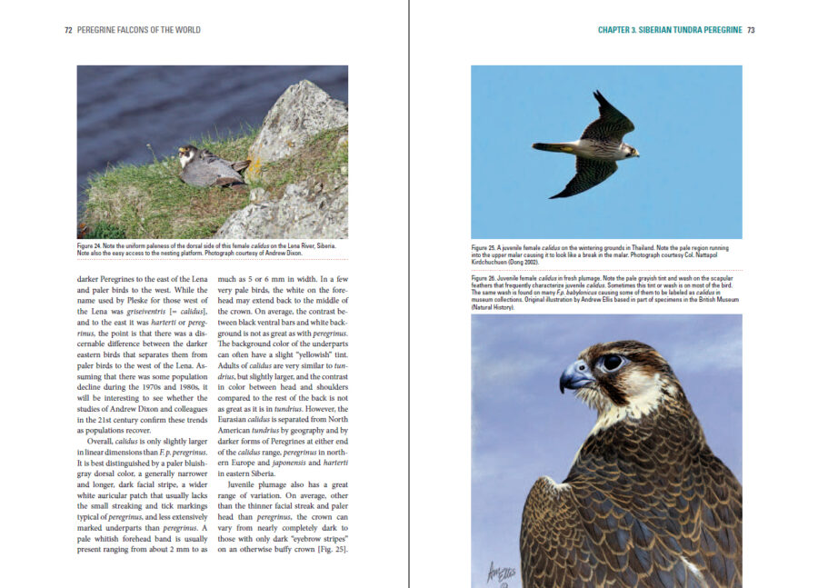 Peregrine Falcons of the World - 图片 3